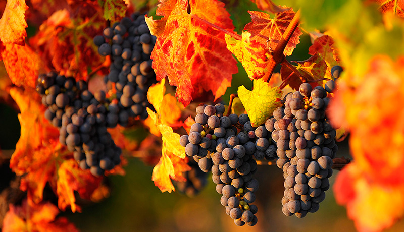 Les Terrassess Chateauneuf du Pape 2019