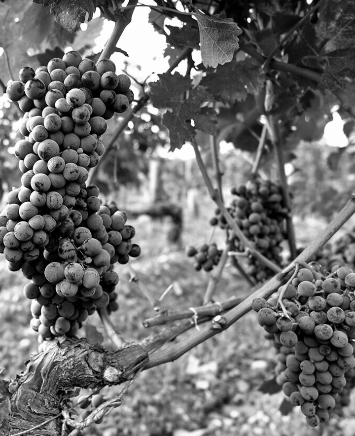 Les Terrassess Chateauneuf du Pape 2019